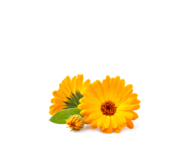 Calendula Pulver